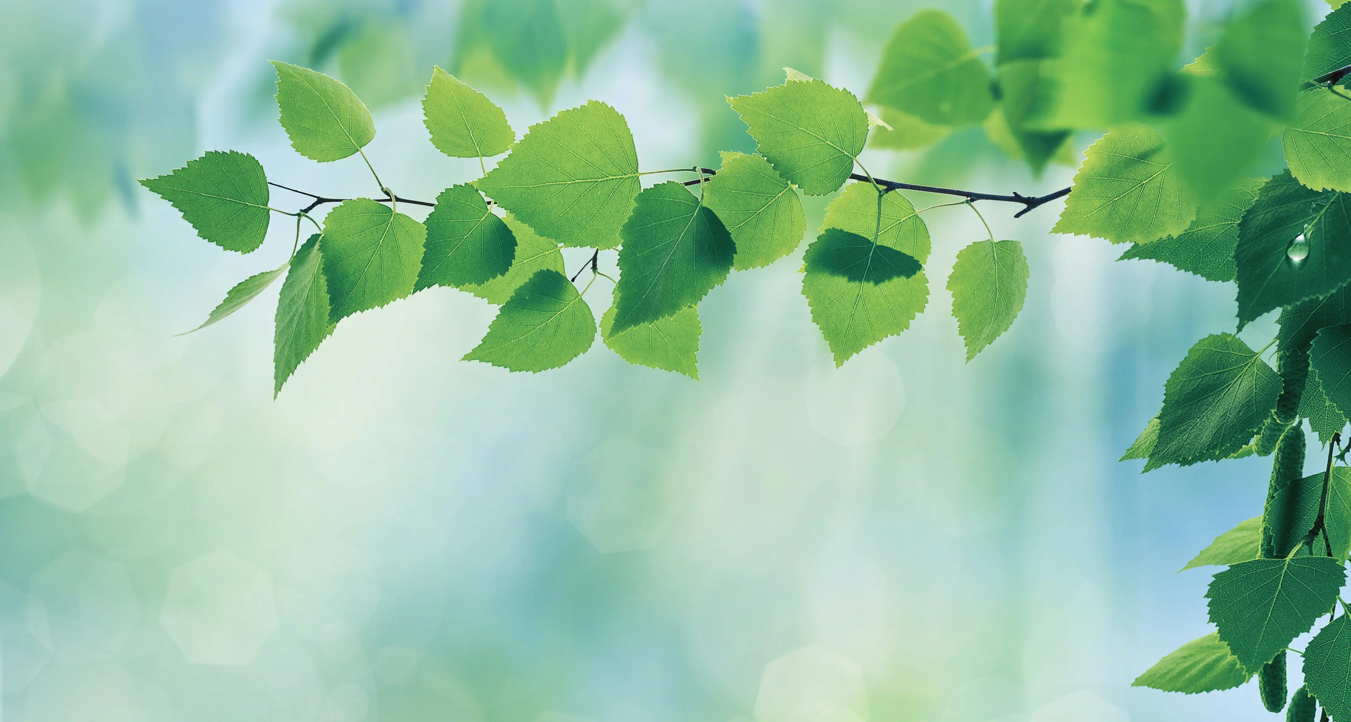 Photo of leaves on a branch in very high definition
