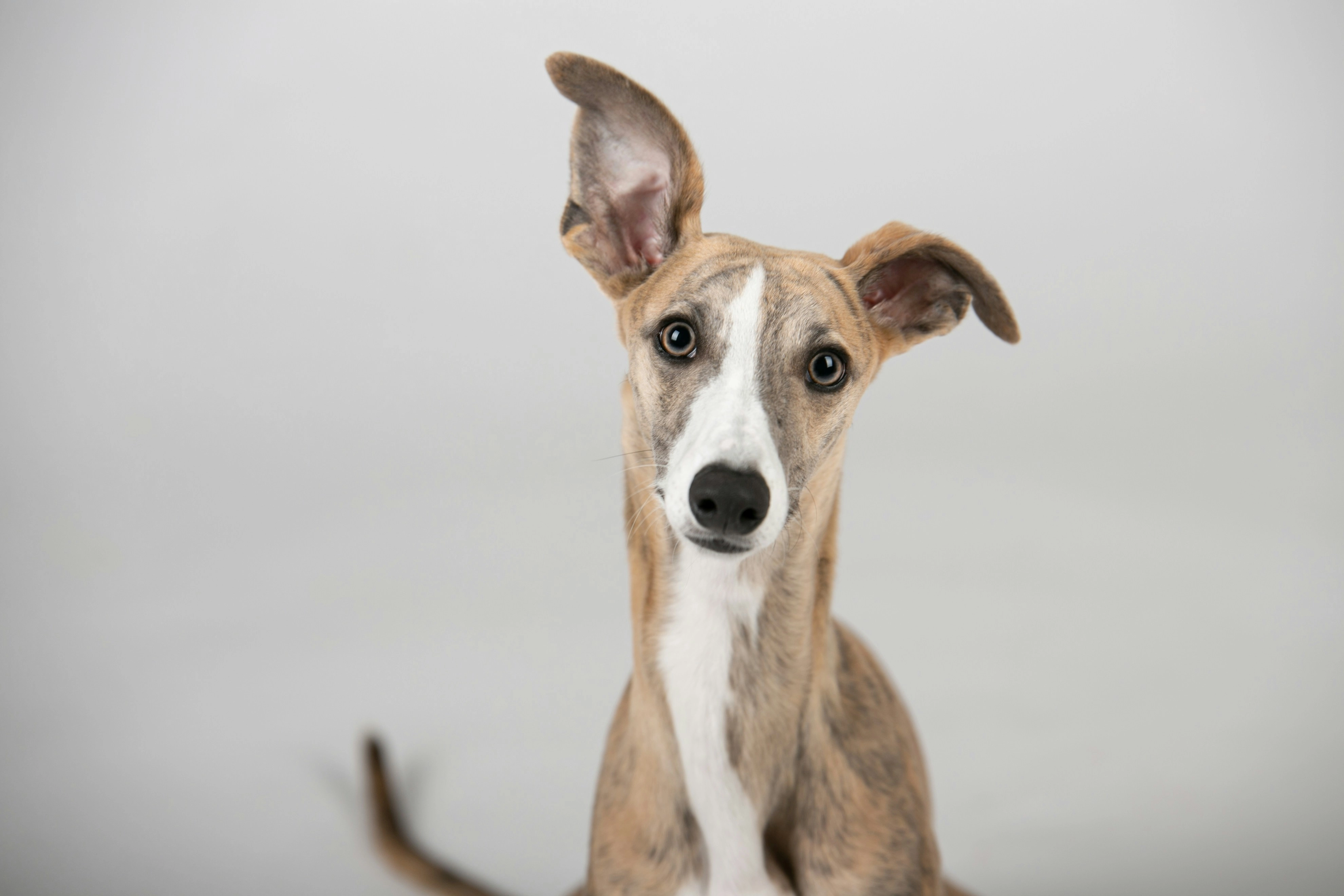 Picture of a cute dog