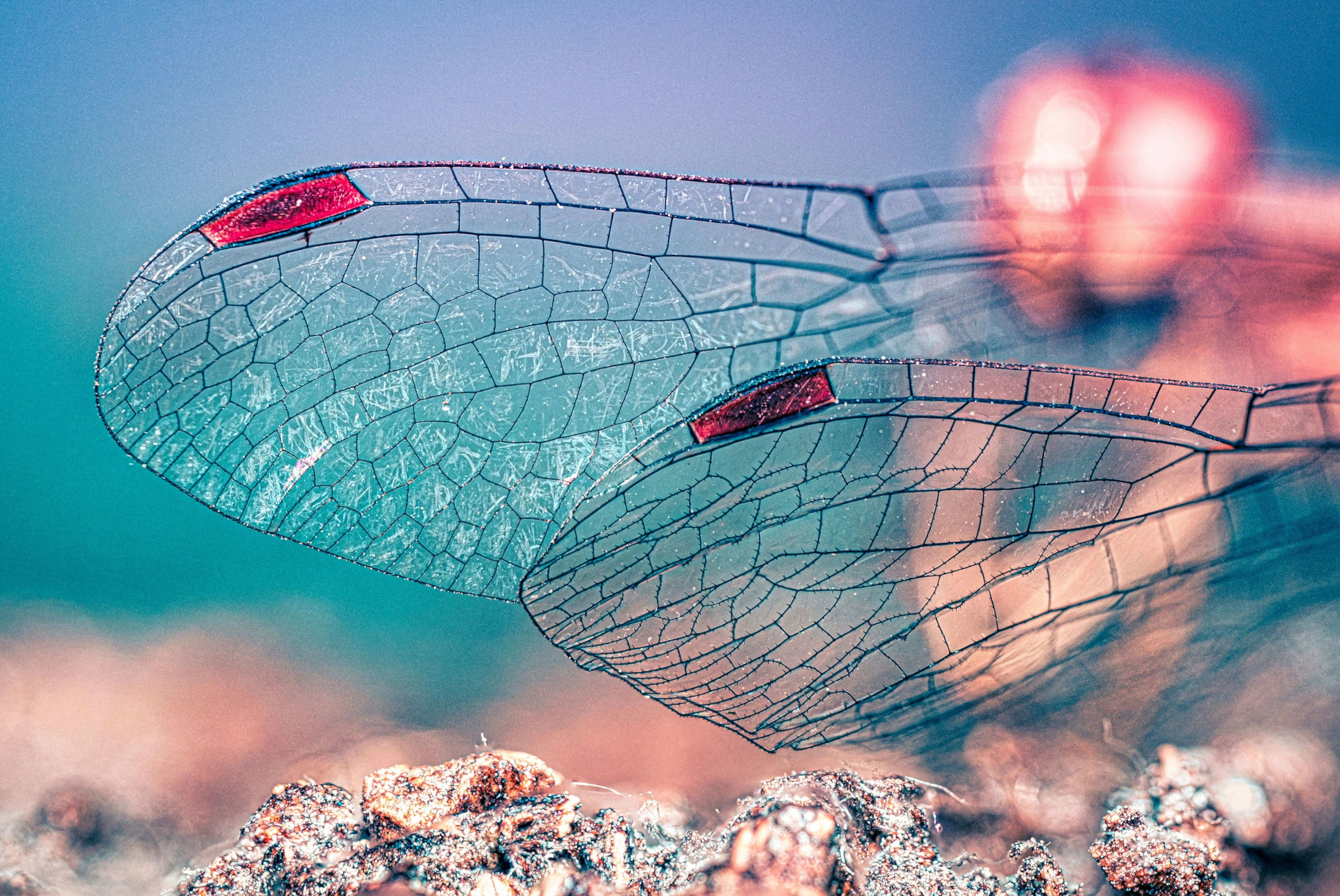 Close up of the gossamer wings of an insect