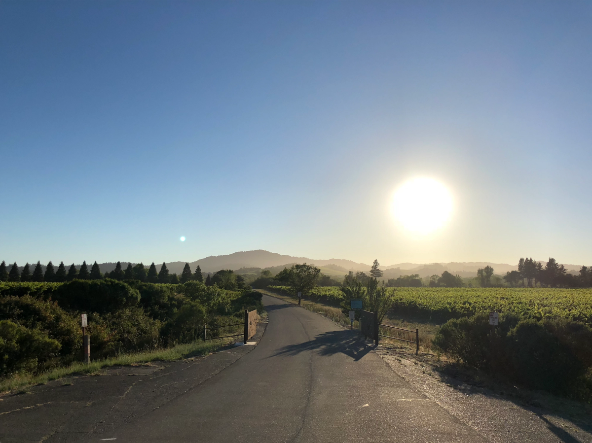 Image of the a vineyard at Healdsburg, California