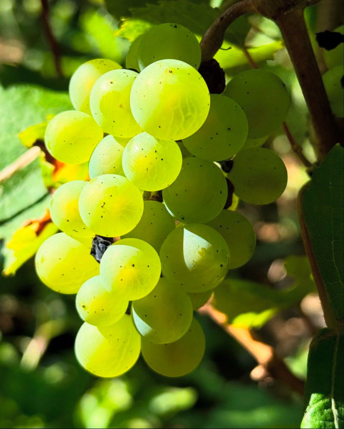Short rib of beef paired with Barolo and rose from Rioja