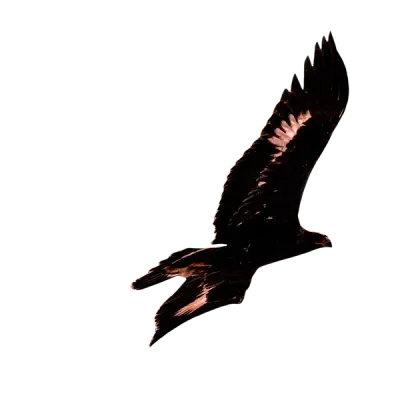 Clos de la Maréchale Nuits St Georges 1er Cru