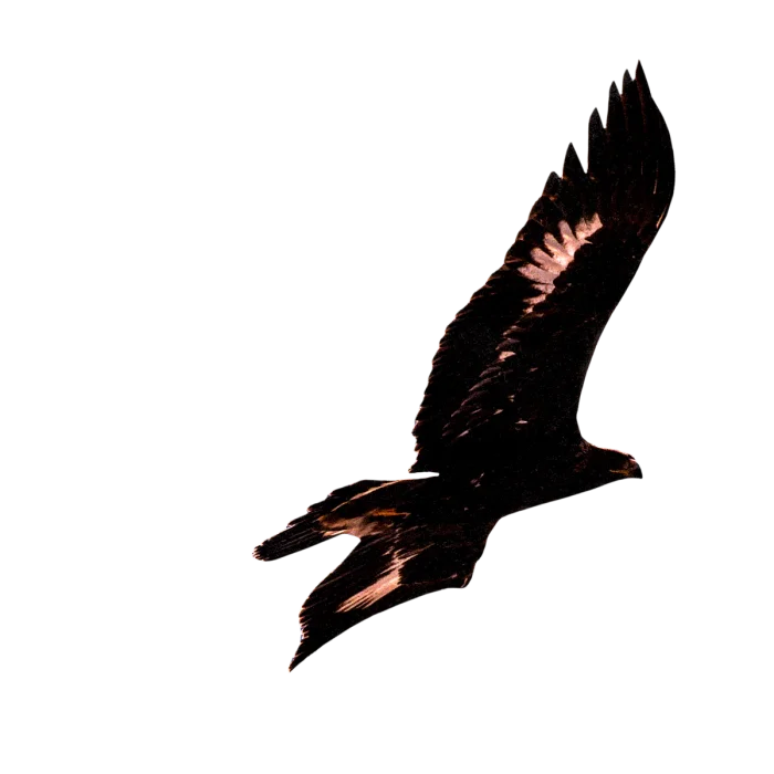 Clos de la Maréchale Nuits St Georges 1er Cru