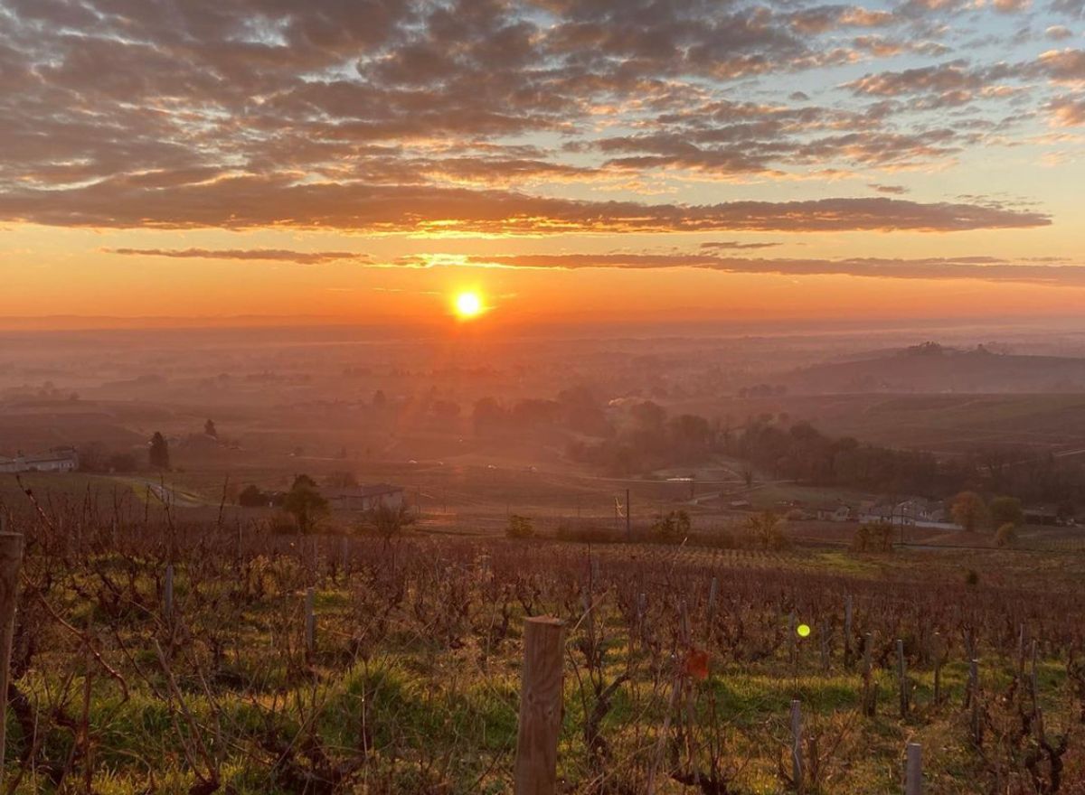 Short rib of beef paired with Barolo and rose from Rioja
