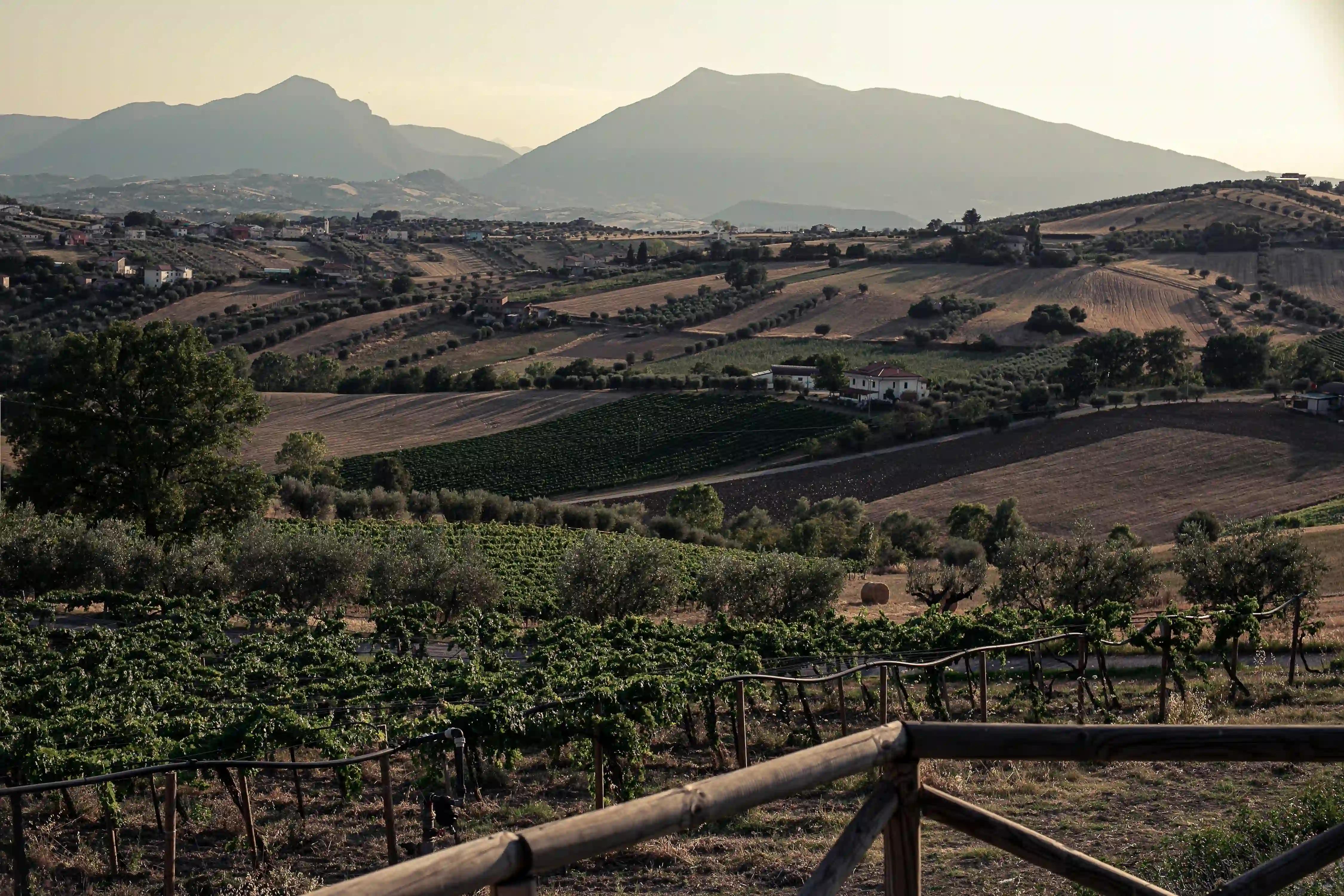 Abruzzo hillside at golden hour with pergola-trained vines in the foreground, olive groves and farmhouses in the middle distance, and the Gran Sasso massif behind, viewed from the Emidio Pepe estate in Torano Nuovo.