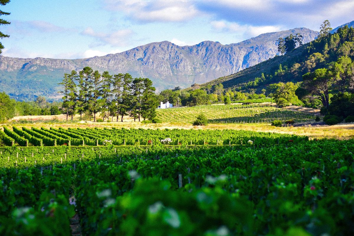 A South African vineyard