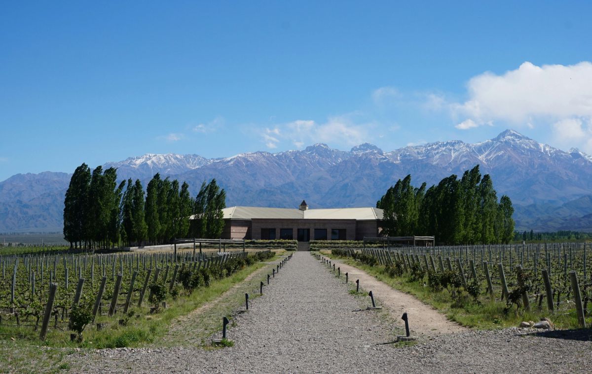 An Argentinian vineyard