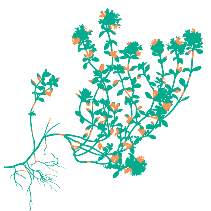 Rosso No. 1 Coste del Vivo '18