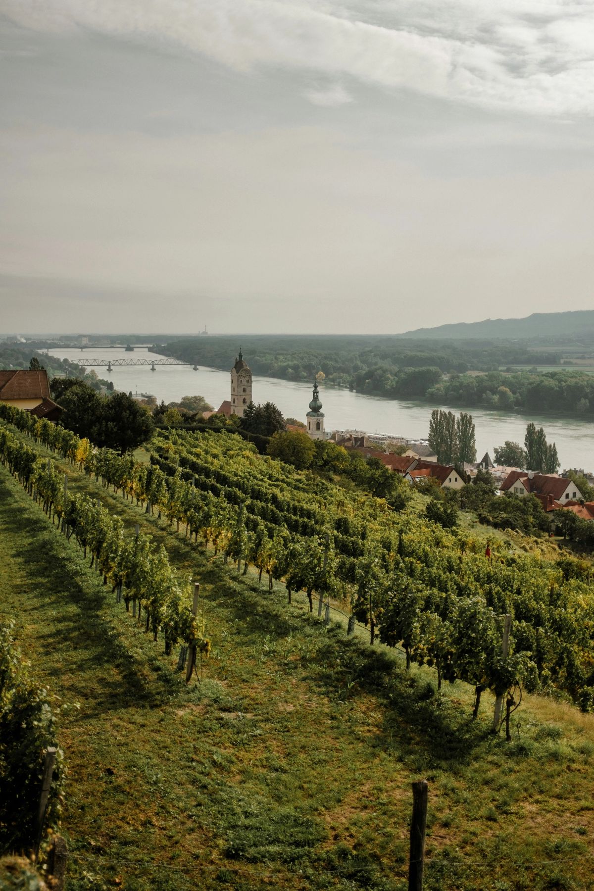 A vineyard bordering the Danube