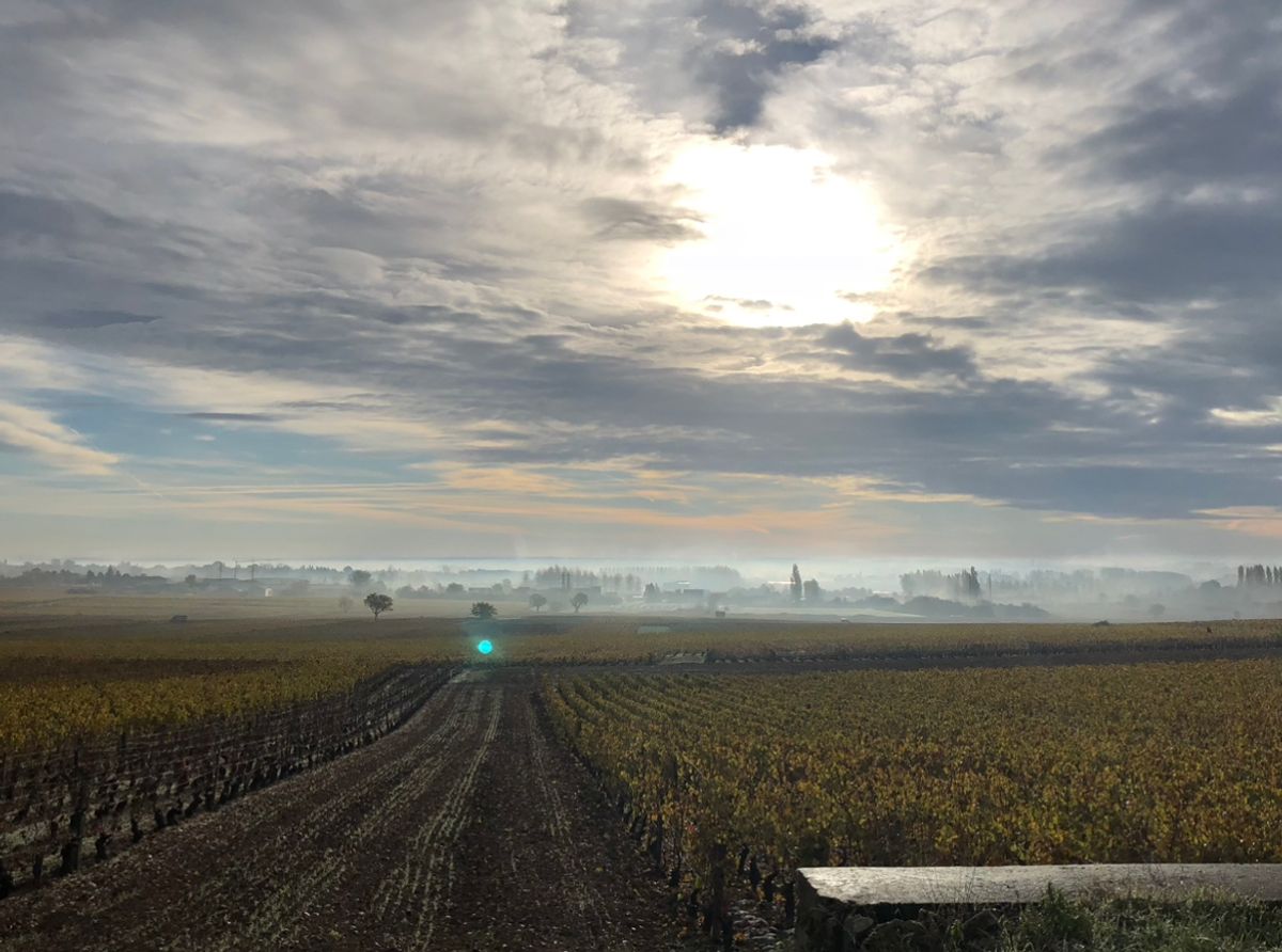 Morning in Burgundy