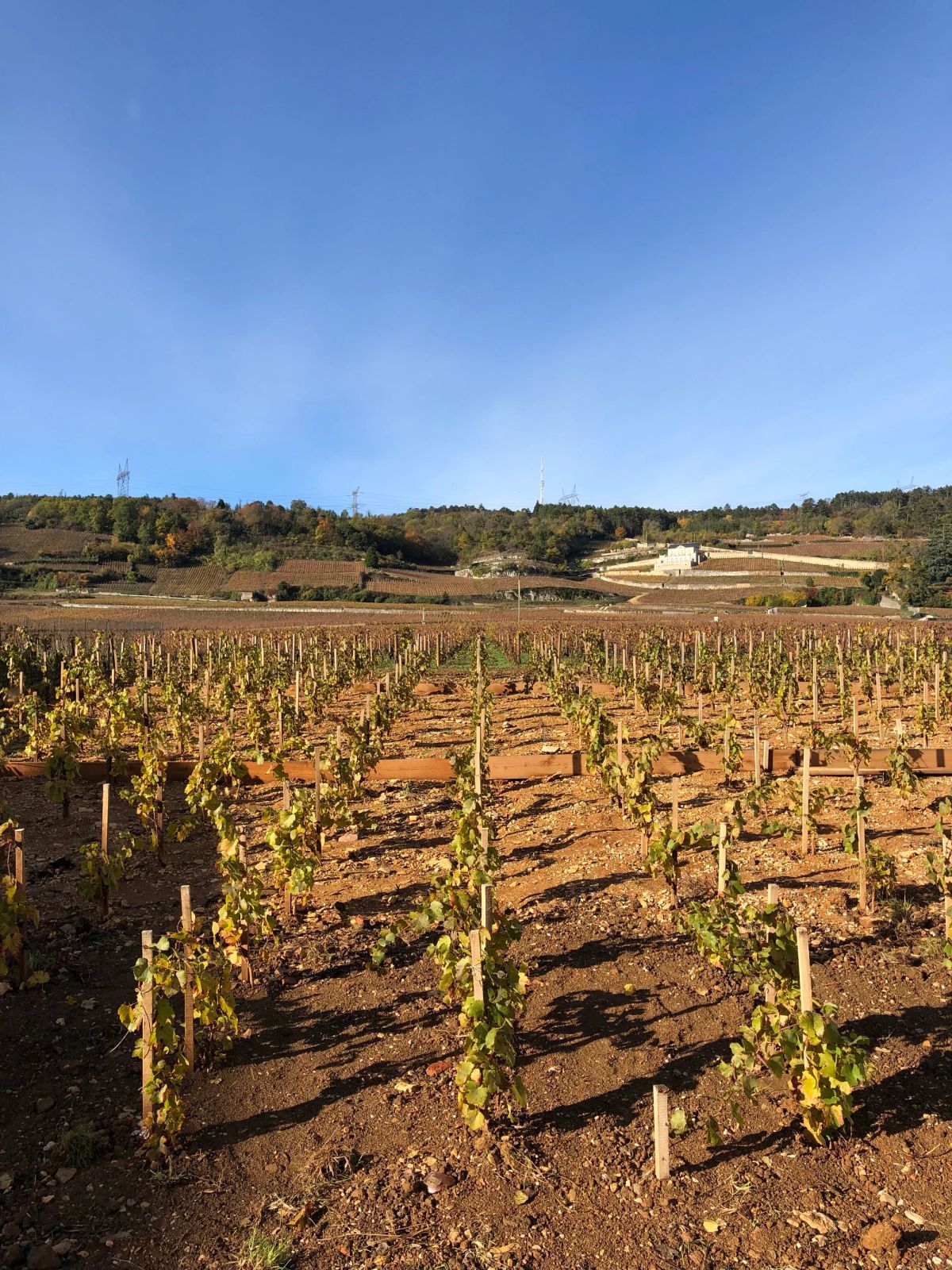 French vineyard landscape showing autumn grapevines in rows across rolling hills, representing France's premier wine regions and terroir