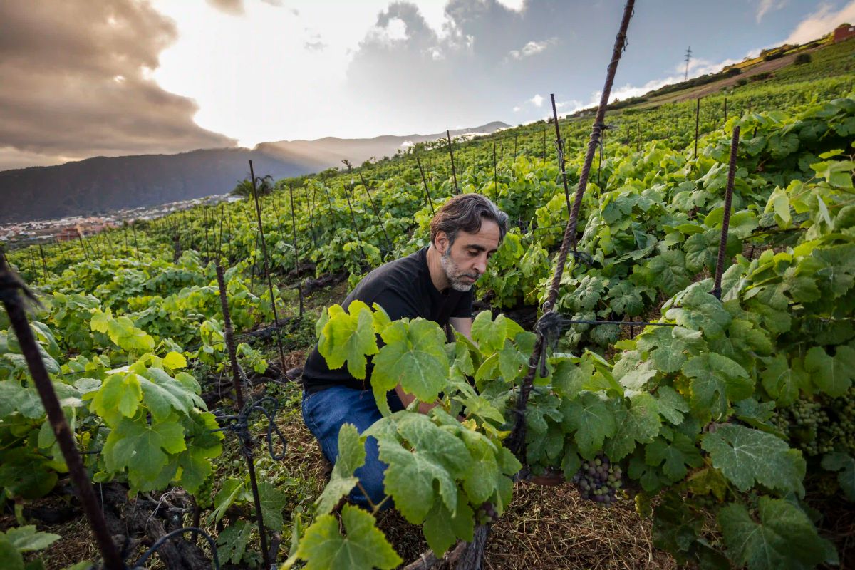 Jonatan García Lima working among trellised vines in the Valle de la Orotava, Tenerife, with Mount Teide rising in the background under golden-hour light.