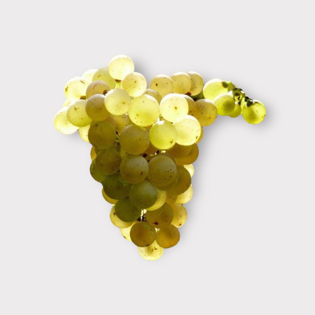 A bunch of Albariño grapes