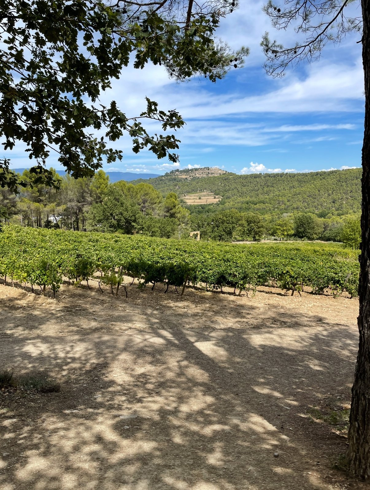 Château La Coste provençal vineyard framed by oak and pine with hilltop village in the distance