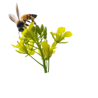 Secateurs Chenin Blanc 2024