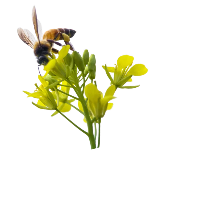 Secateurs Chenin Blanc 2024