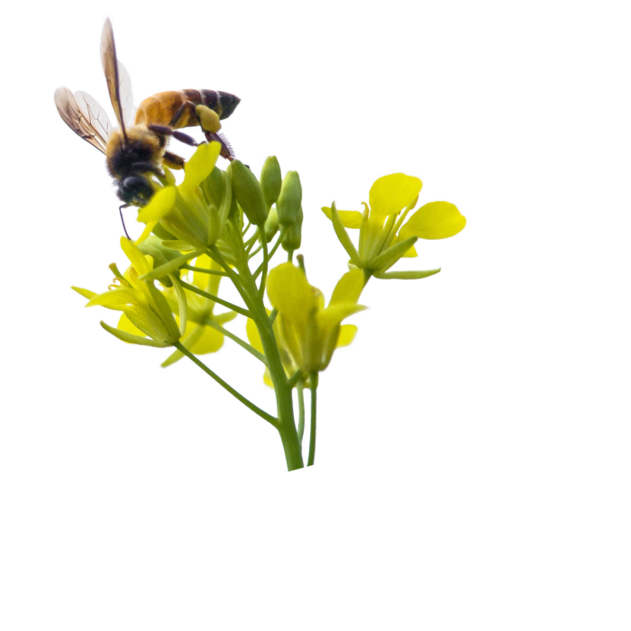 Secateurs Chenin Blanc 2024