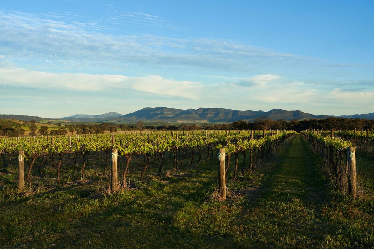 An Australian vineyard