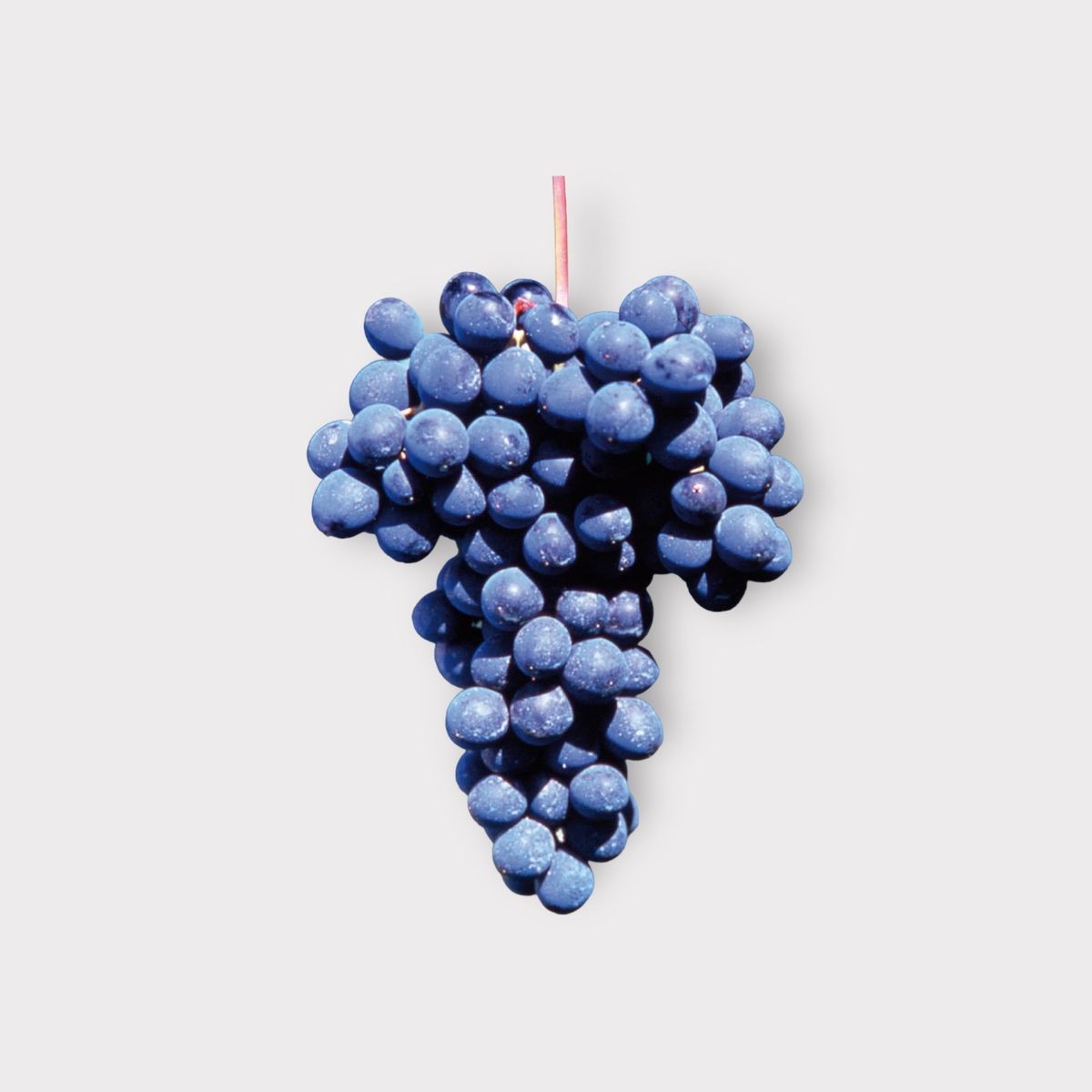 A bunch of Barbera grapes