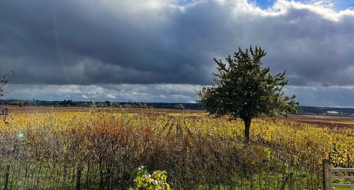 Autumn vineyard in Burgundy with golden vine leaves, solitary tree, and dramatic sky over the Côte d'Or Autumn vineyard in Burgundy with golden vine leaves, solitary tree, and dramatic sky over the Côte d'Or