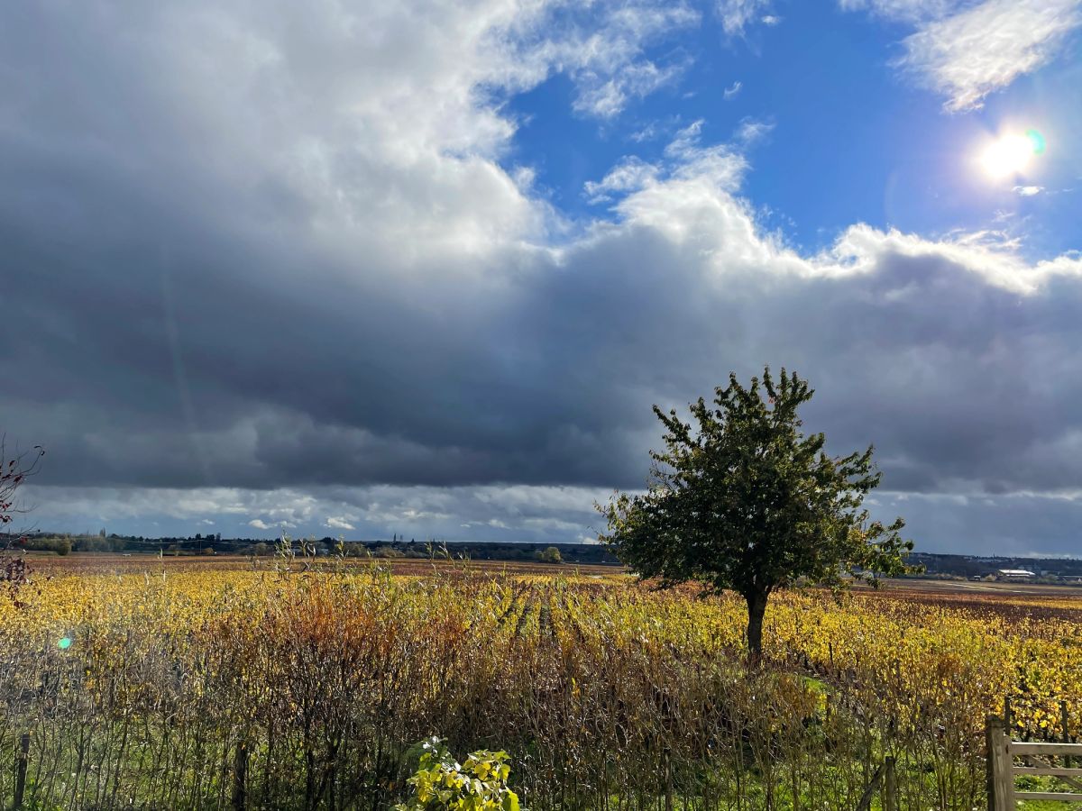 Autumn vineyard in Burgundy with golden vine leaves, solitary tree, and dramatic sky over the Côte d'Or