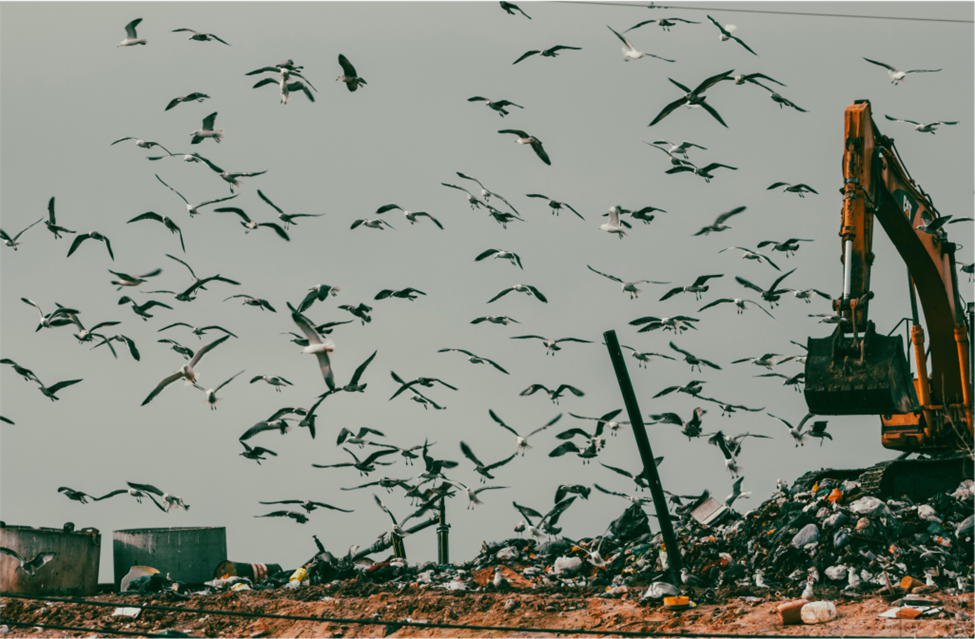 Birds flying around a dump site