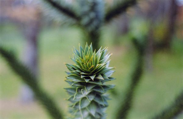 Close-up of a spiky green plant with blurred trees behind