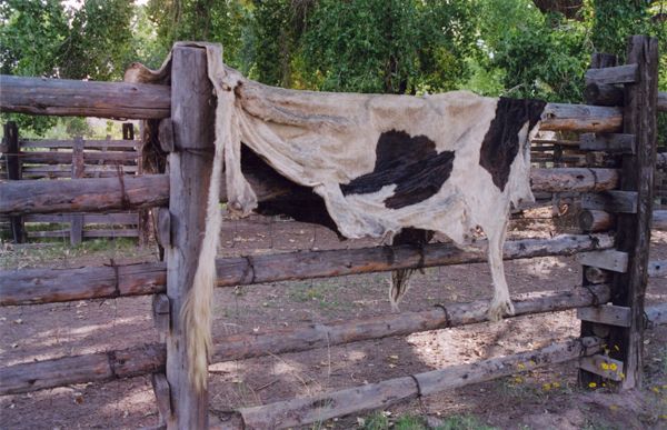 Cowhide draped over a wooden fence in a rural corral
