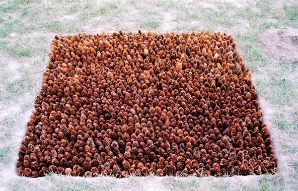 Square arrangement of densely packed pine cones on grass