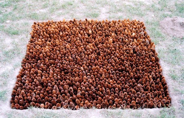 Square arrangement of densely packed pine cones on grass