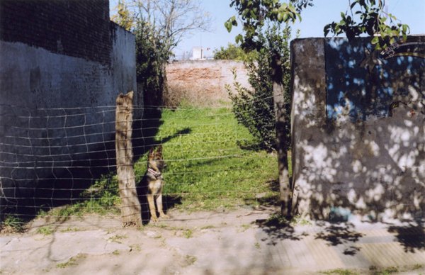 Dog standing behind a wire fence in a grassy yard