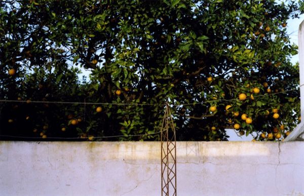 Orange tree laden with fruit rising above a white wall