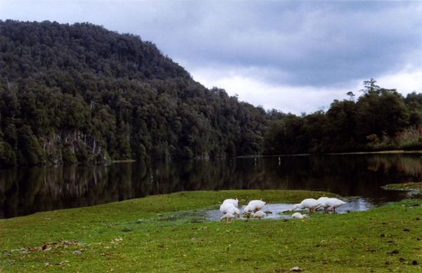Flock of white birds feeding on grassy shore beside forested lake