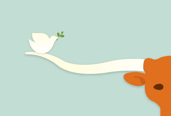 White dove with olive branch perched on a longhorn’s horn