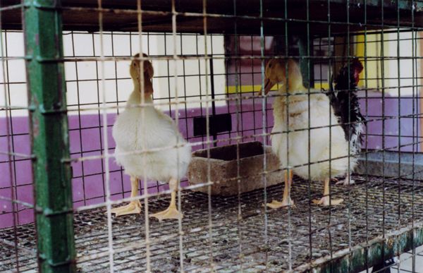 Two ducks and a rooster standing in a wire cage with feeder