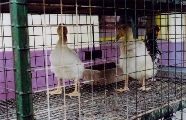 Two ducks and a rooster standing in a wire cage with feeder