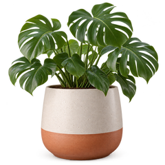 Planters deals