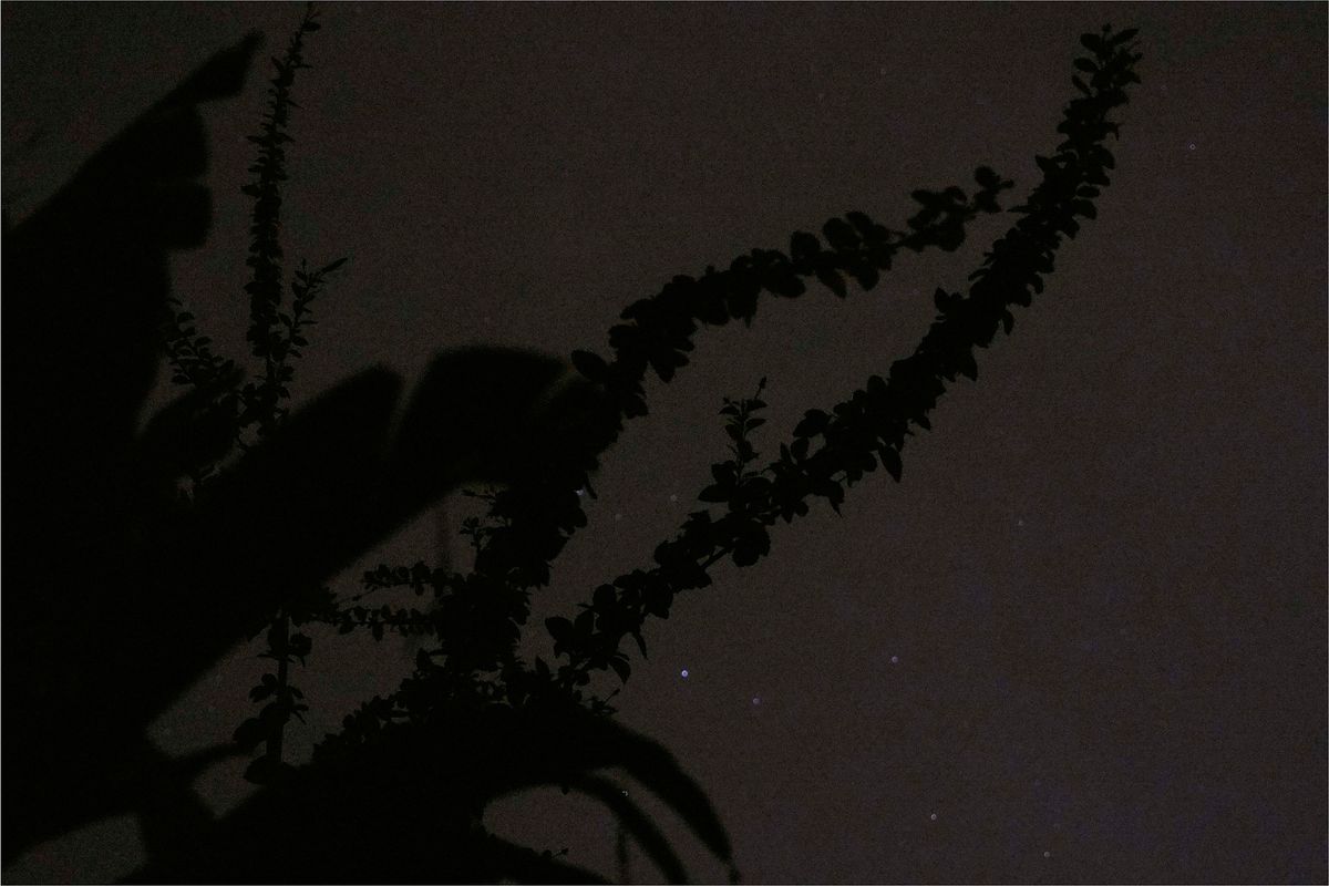 Night photo of hibiscus flowers
