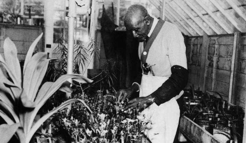 George Washington Carver working with plants