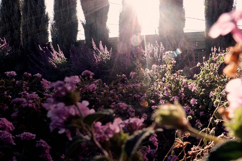 Closely filled garden of wild flowers backlit by late day sun