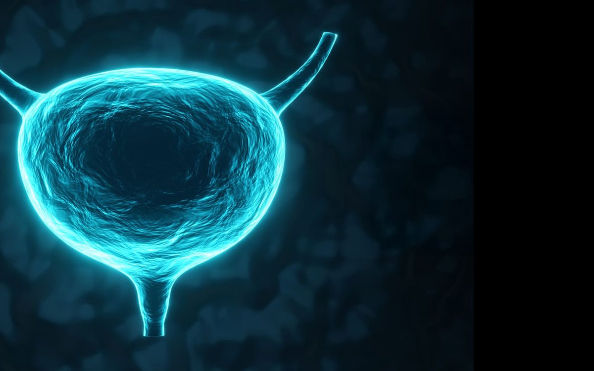 Image of the bladder