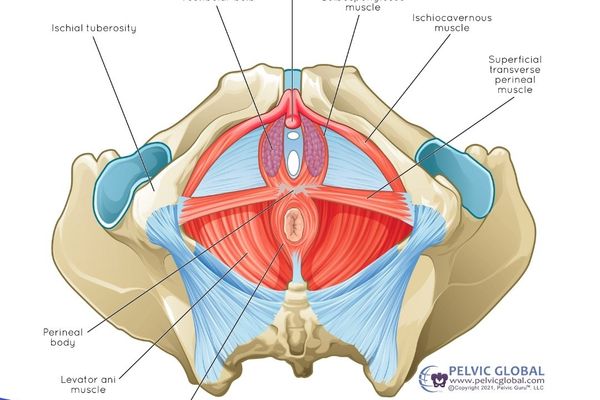 pelvic floor 101: 5 main functions