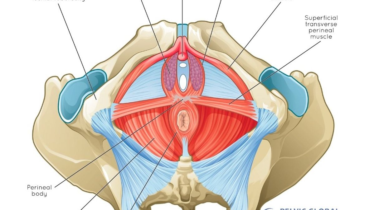 pelvic floor 101: 5 main functions