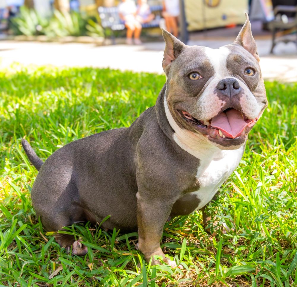 Pet Photography photography by Empowered Visuals — 9