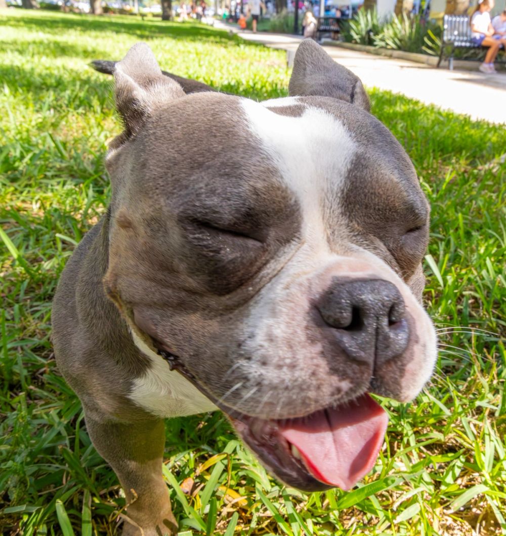Pet Photography photography by Empowered Visuals — 2