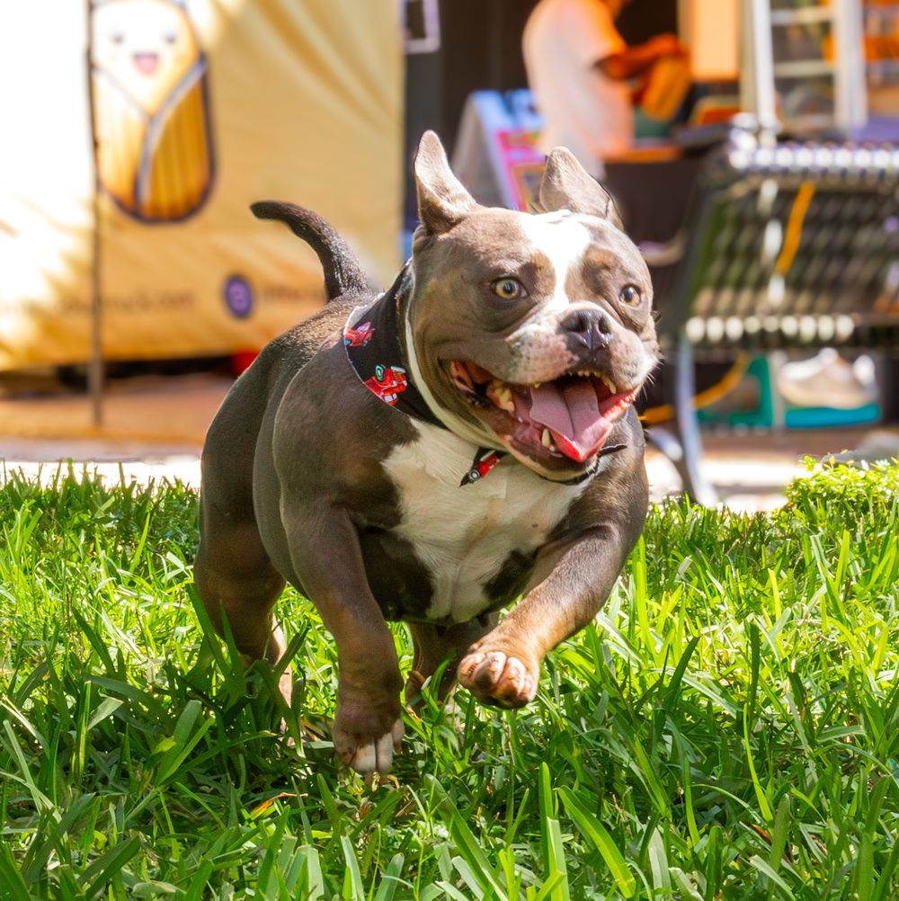 Pet Photography photography by Empowered Visuals — 21