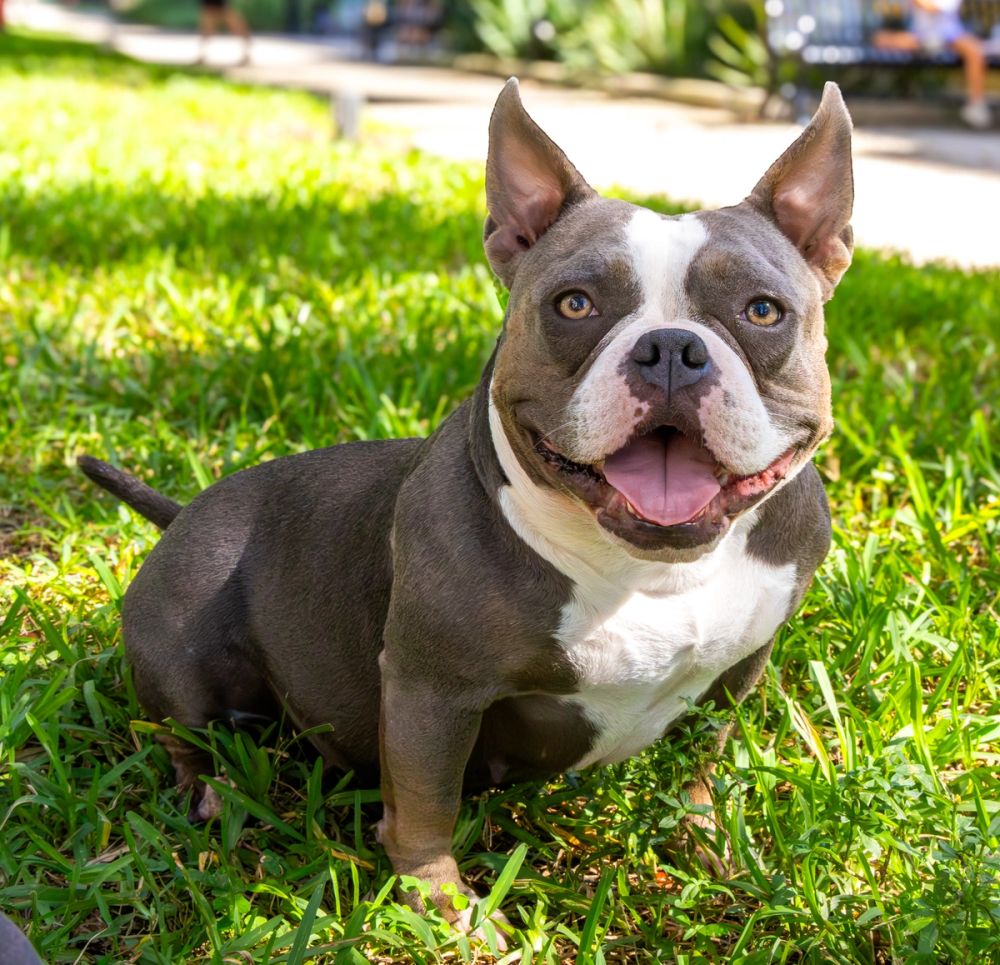 Pet Photography photography by Empowered Visuals — 7