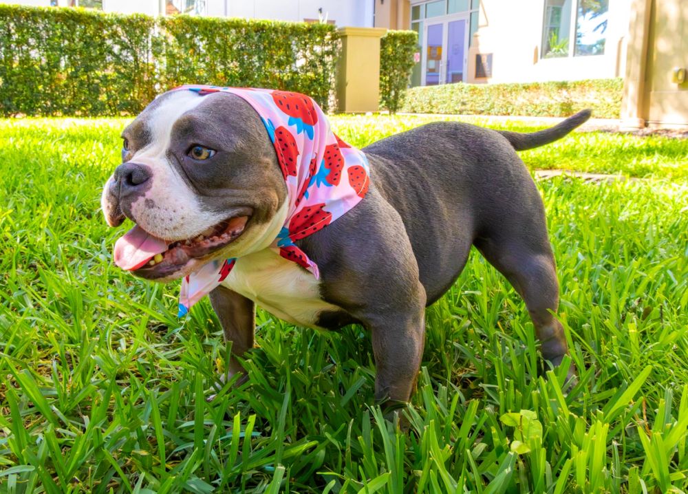 Pet Photography photography by Empowered Visuals — 20