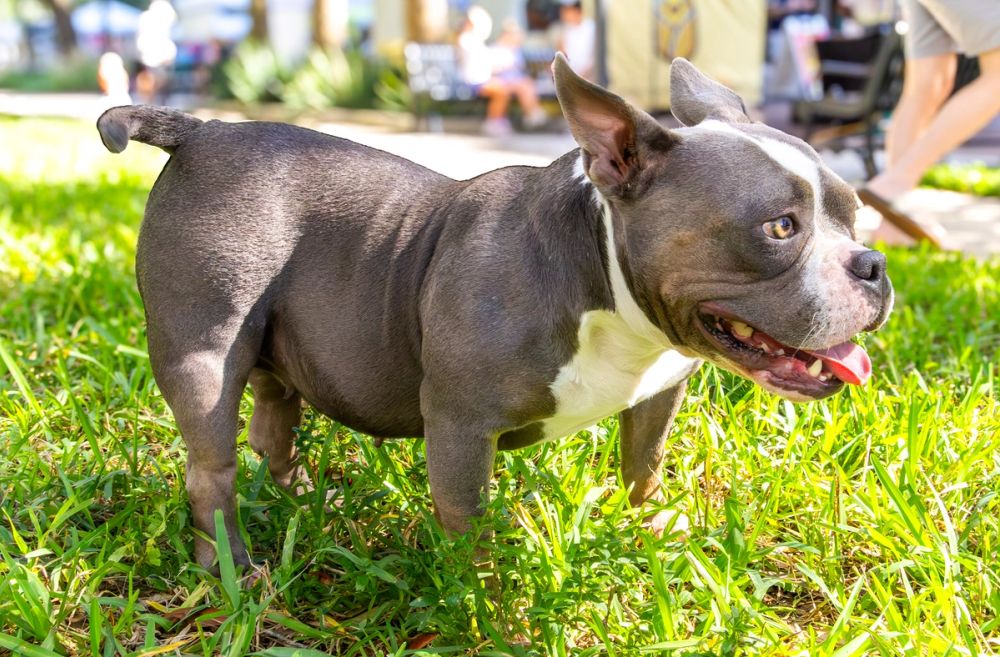 Pet Photography photography by Empowered Visuals — 4