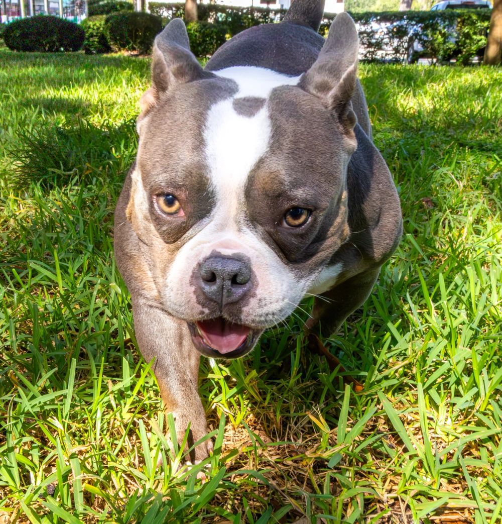 Pet Photography photography by Empowered Visuals — 1